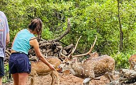 Nehansa Resort&Yala safari